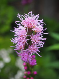 Close-up of purple flowers