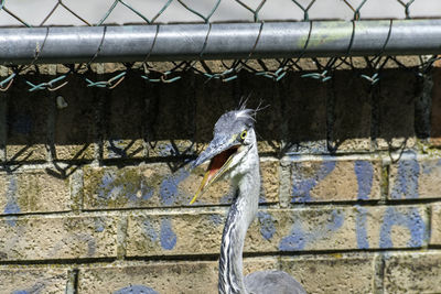 Close-up of seagull perching on wall