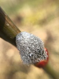 Close-up of water drops on flower