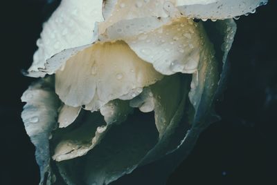 Close-up of raindrops on wet plant