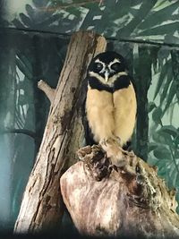 Close-up of bird perching on tree trunk