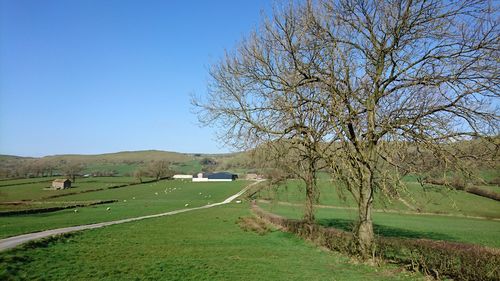 Scenic view of landscape against clear blue sky