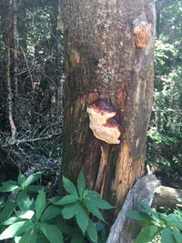 Close-up of mushrooms growing on tree trunk