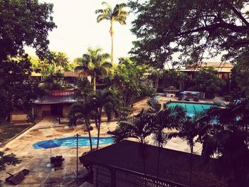 Swimming pool by trees