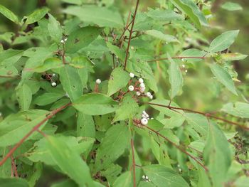 Close-up of insect on plant