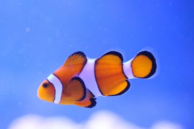 Close-up of fish swimming in sea