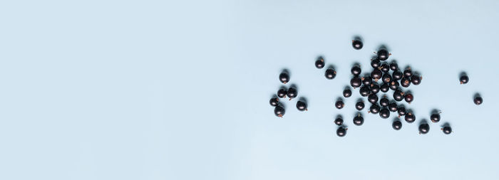 Directly above shot of berries on white background