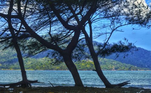 Trees by lake against sky