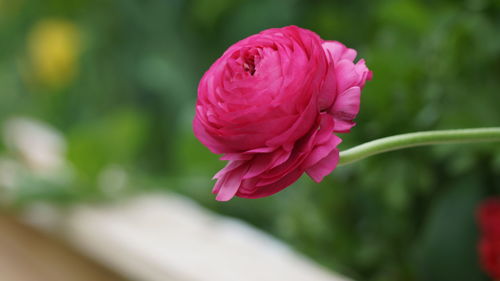 Close-up of pink rose