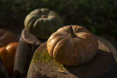 Close-up of pumpkin