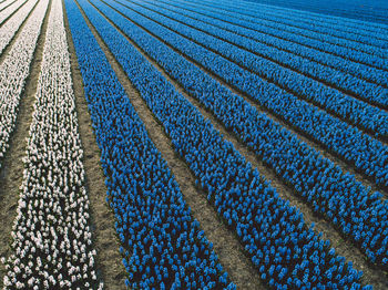 Full frame shot of colorful flowers growing on field