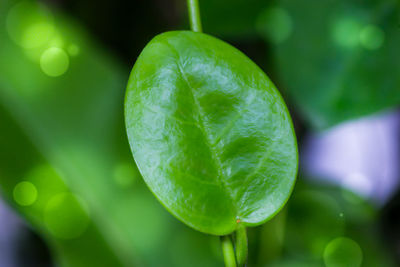 Close-up of leaf