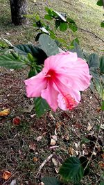 Close-up of pink hibiscus blooming outdoors