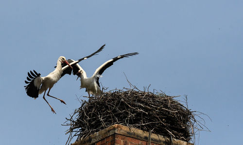 white stork