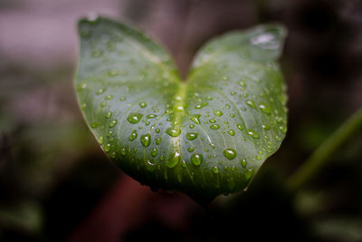 Close-up of raindrops on leaf