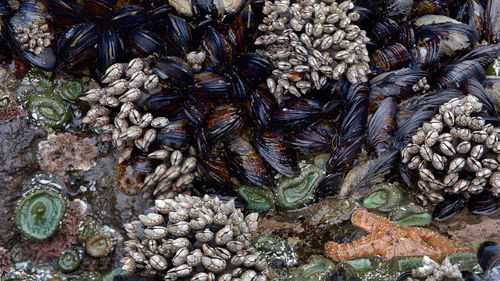 High angle view of crab on beach