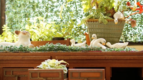Close-up of potted plants setting on wood table and in drawer decorate with different items