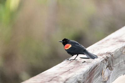 Close-up of bird perching on wood