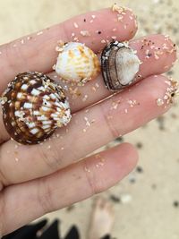 Low section of person with clams at beach