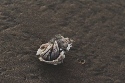 High angle view of a crab on sand