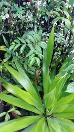 Full frame shot of fresh green plants