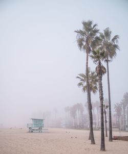 Scenic view of palm trees on field against sky