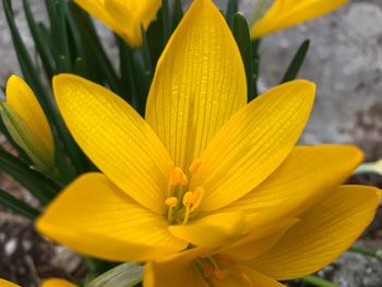 Close-up of yellow flower blooming outdoors