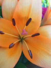 Close-up of orange lily blooming outdoors