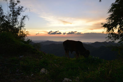 Horse grazing in field during sunset