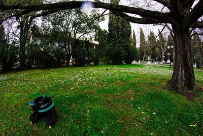 Trees in park