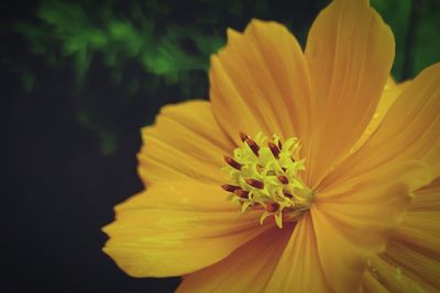 Close-up of yellow flower