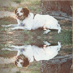 High angle view of dog sitting on grass