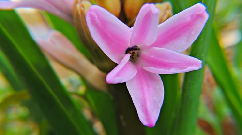 Close-up of pink flower