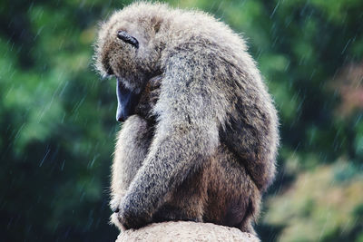 Close-up of lion sitting outdoors