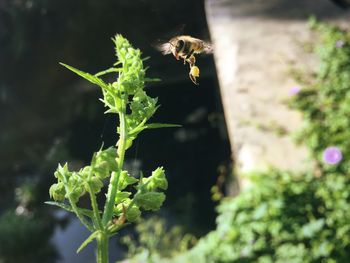 Close-up of bee flying