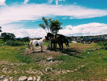 Horses in a field