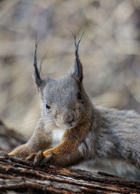 Close-up of squirrel on wood