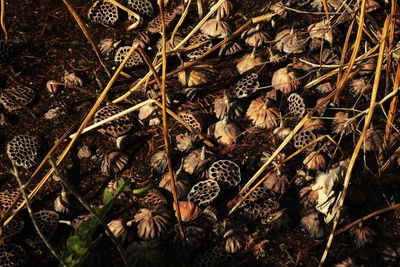 Close-up of plants