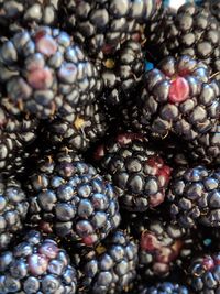 Full frame shot of blueberries