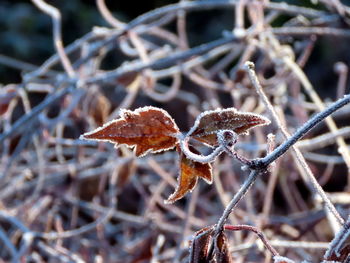 Close-up of dry leaves on frozen plant
