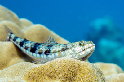 Close-up of turtle swimming in sea