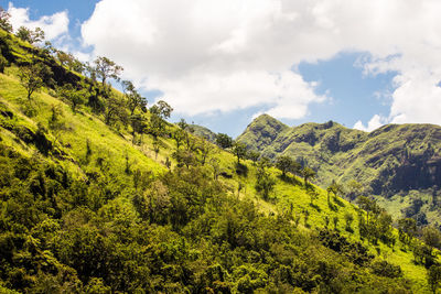 Scenic view of trees and mountains against sky