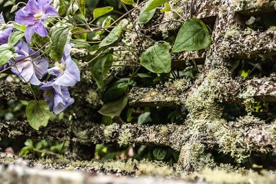 Flowers hanging on tree