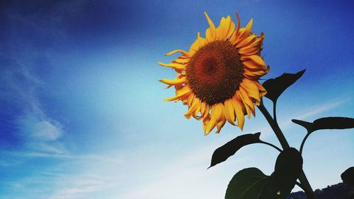 Low angle view of sunflower against blue sky