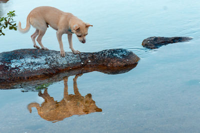 Side view of dog standing on rock by lake