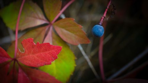 Close-up of plant in autumn leaves