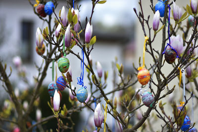 Close-up of berries on tree