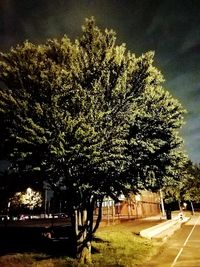 Trees against sky