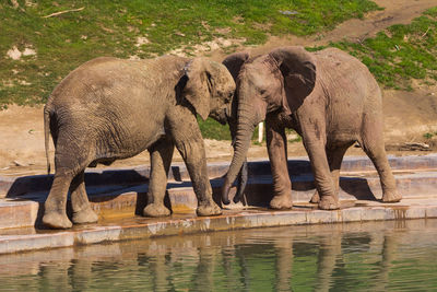 View of elephant in lake at zoo