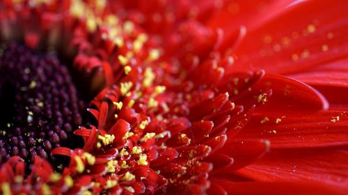 Full frame shot of red flowering plant